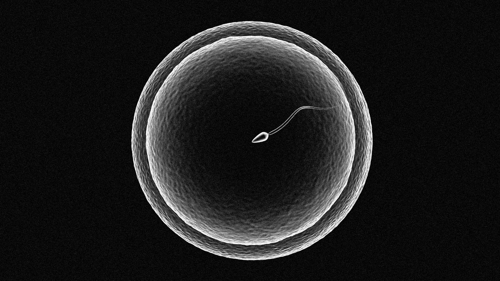 illustration of an embryo