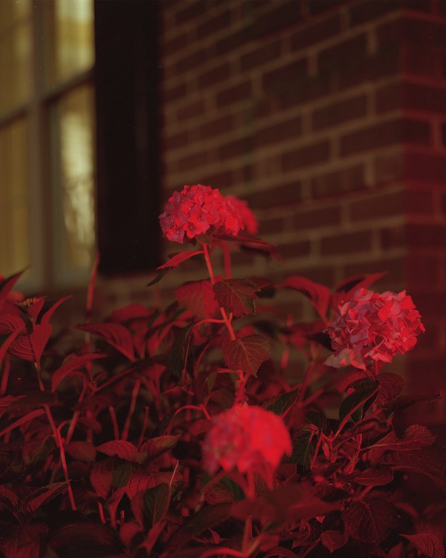 flowers glowing by a red light at night