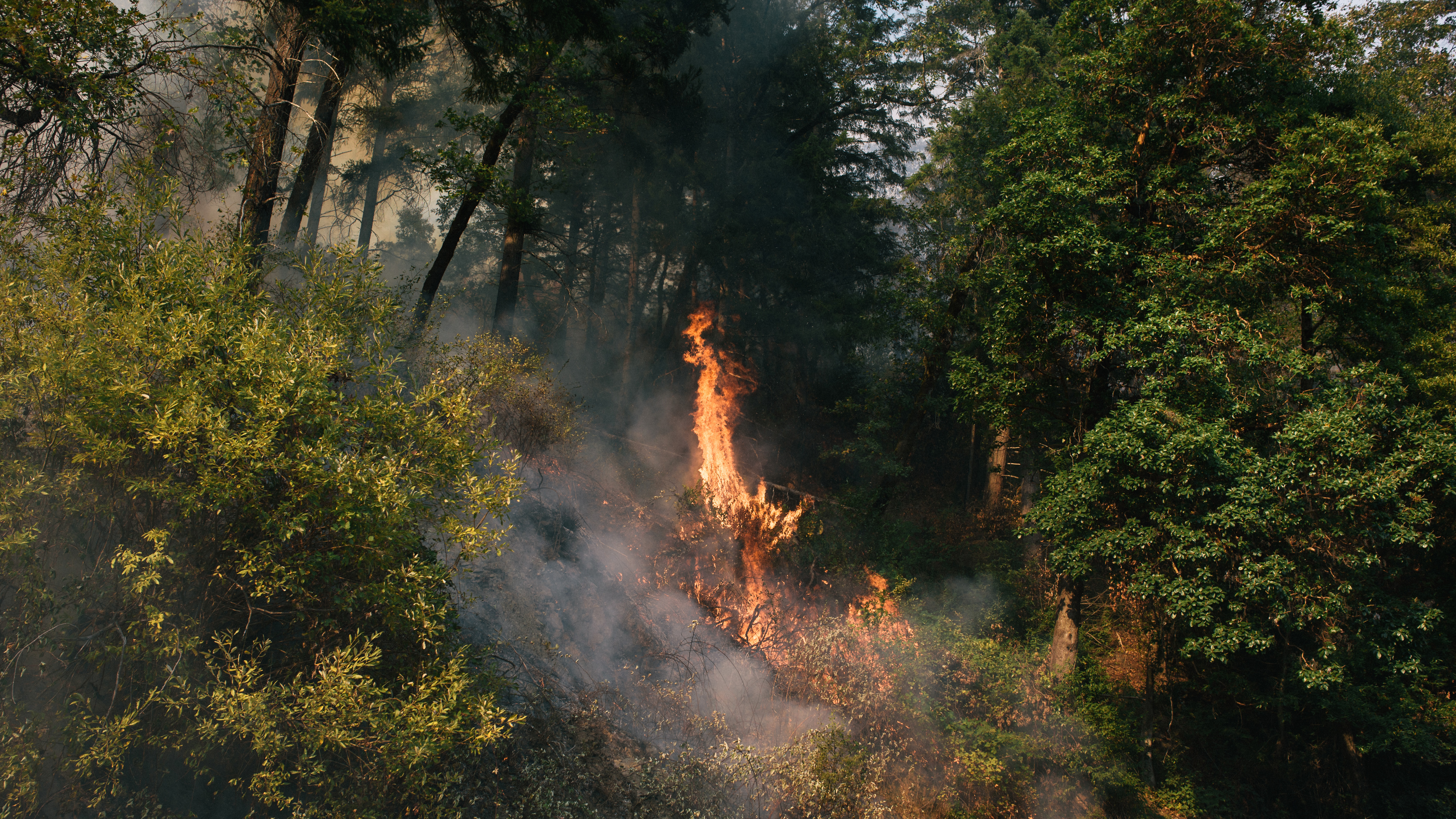 Picture of a fire from a drip torch during a cultural prescribed burn training