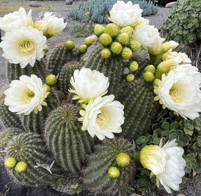 A cactus blooming