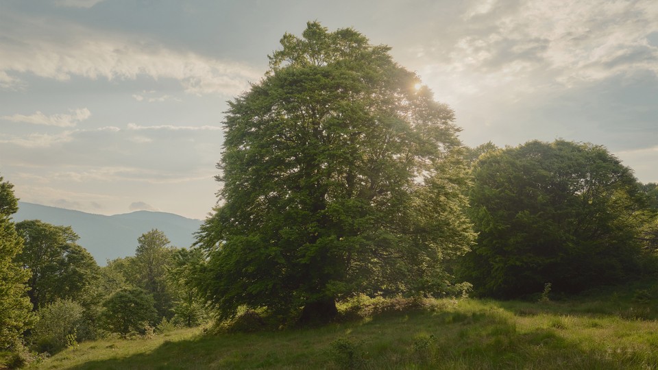 A European beech tree on a hill in a lush green countryside