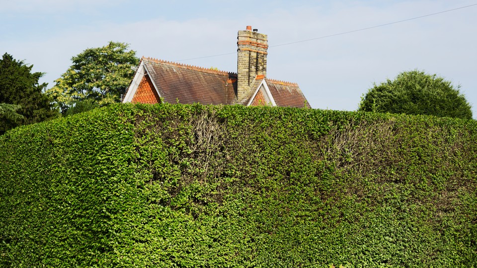 a trimmed hedge covering a view of a house