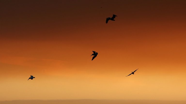 Four birds against an orange sky