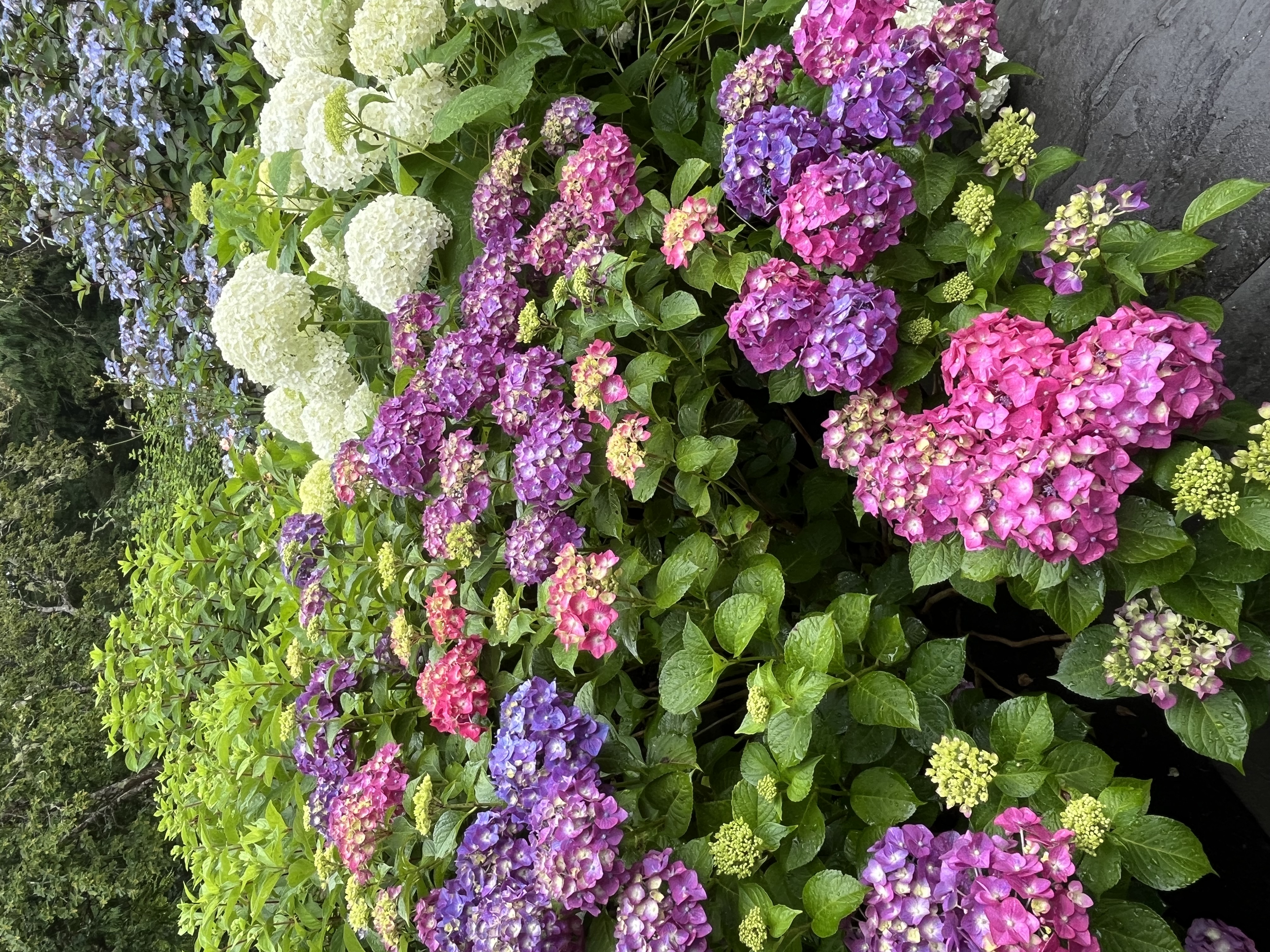 Hydrangeas