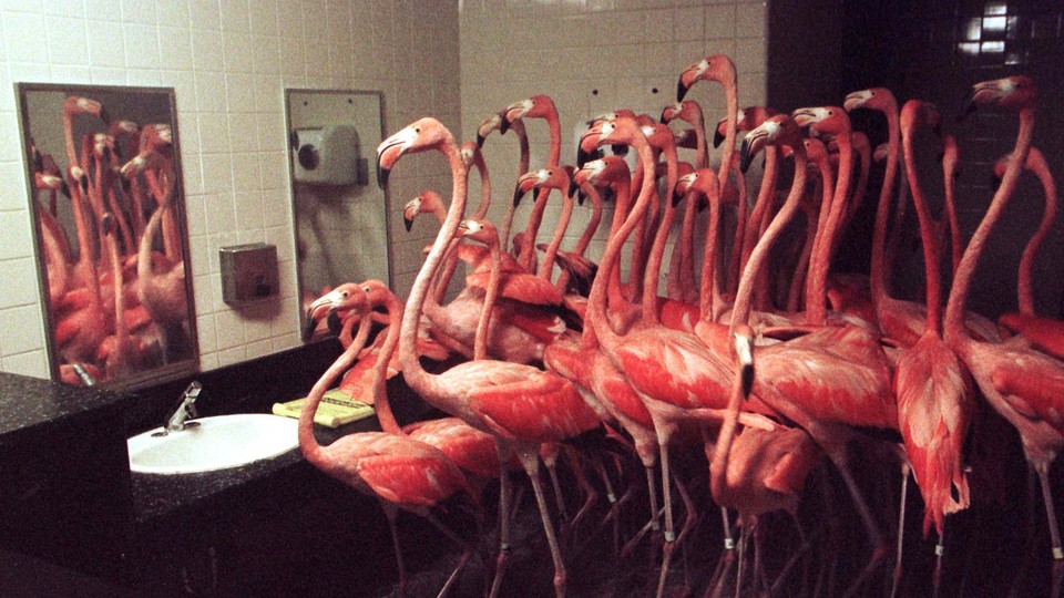 Flamingos looking in a mirror