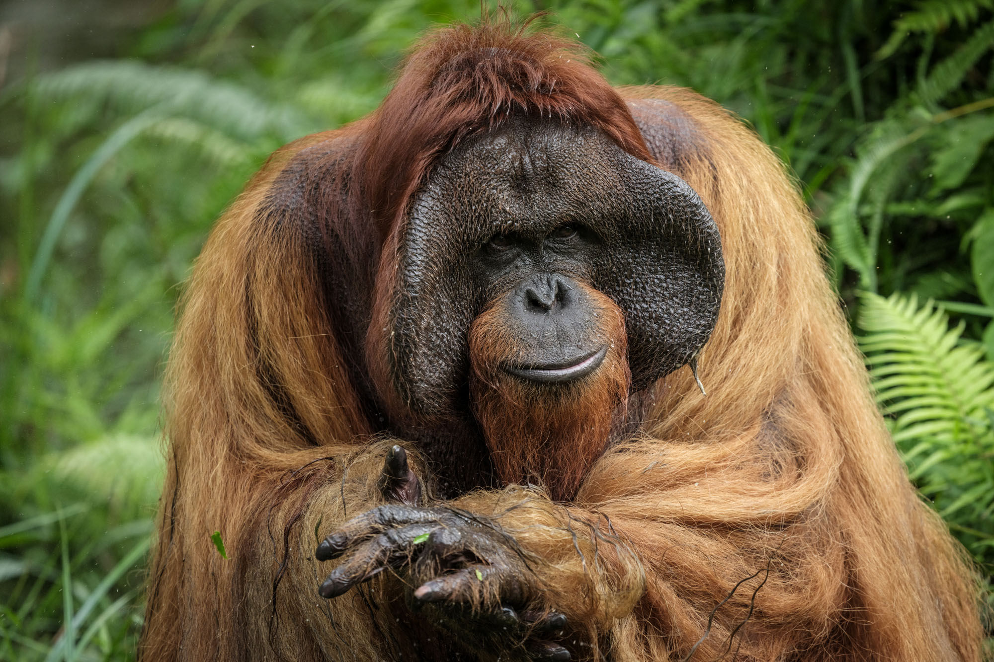 On July 12, 2024, Bujang, a 35-year-old male orangutan rescued from a circus in Sumatra, asks for food on a sanctuary island surrounded by a river, where non-releasable orangutans are protected for life. The Samboja Lestari Orangutan Rehabilitation Center is run by the nonprofit Borneo Orangutan Survival Foundation in Samboja, East Kalimantan.