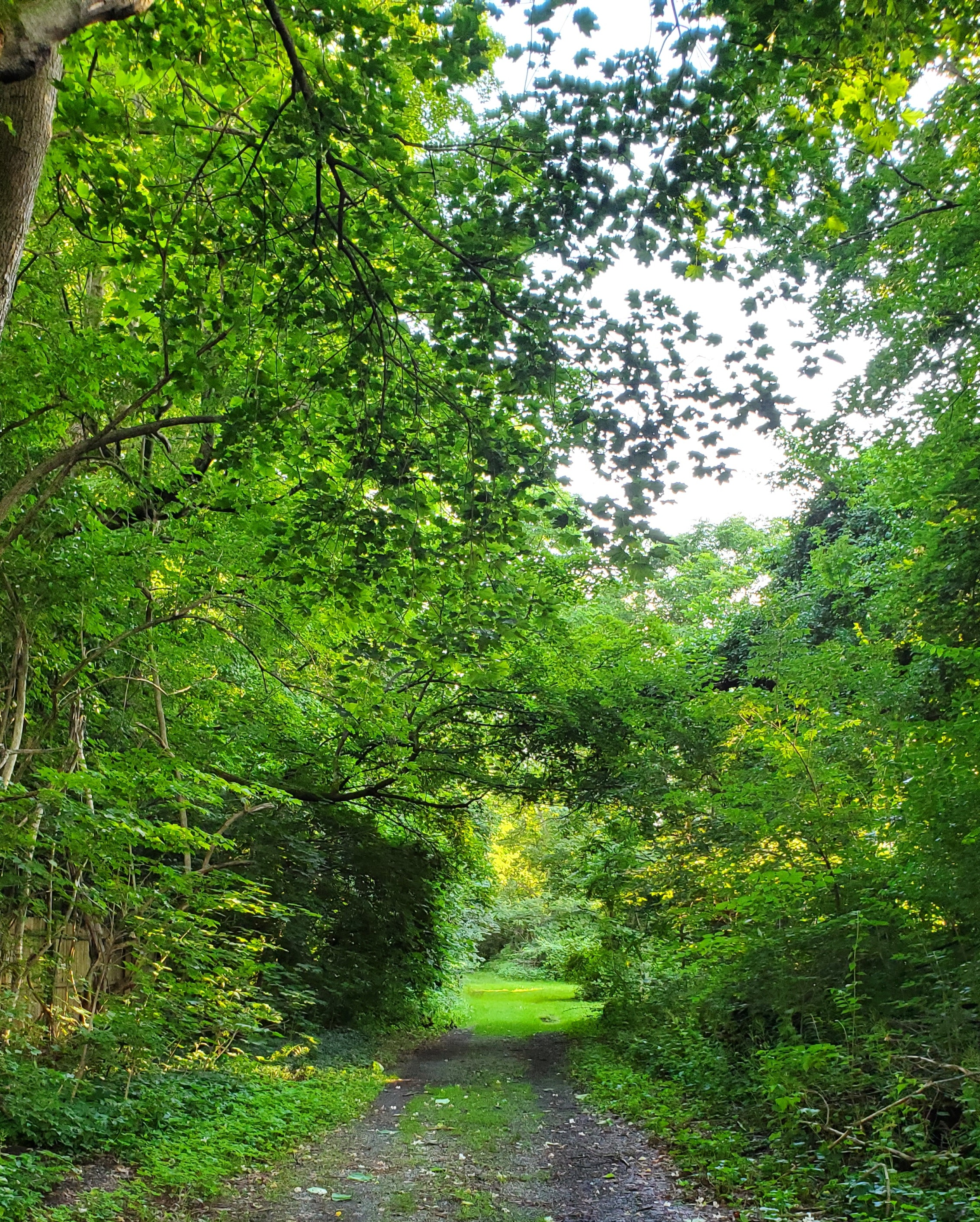 Trees lining a pathway