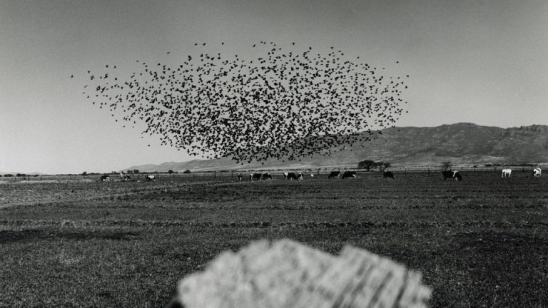 a black-and-white photo of a huge flock of birds taking off over a wide open field with cows grazing, and hills in the background