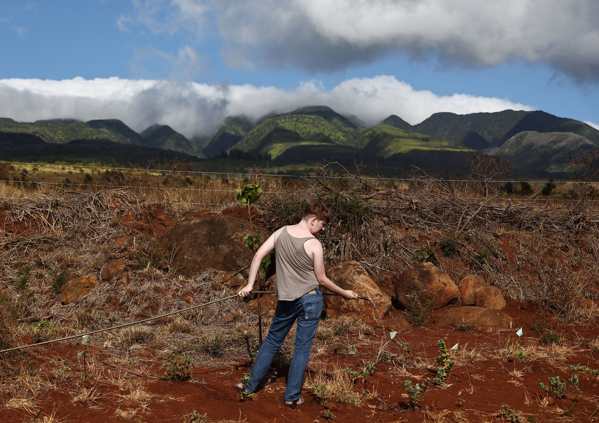 A Kaiāulu Initiatives volunteer waters a native plant on formerly fallowed land in Lahaina.