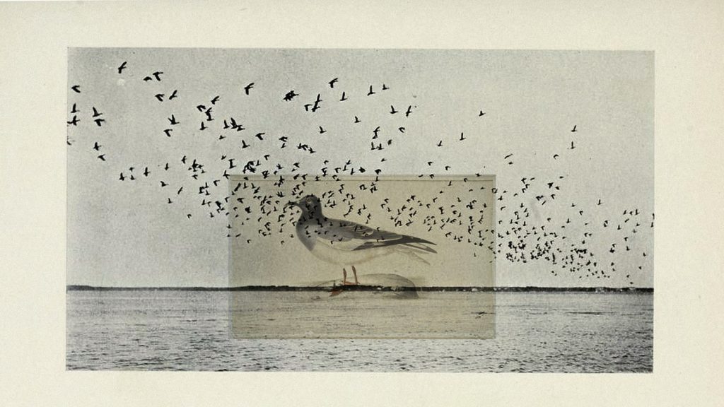 a drawing of a bird collaged onto a photograph of birds flying over the water