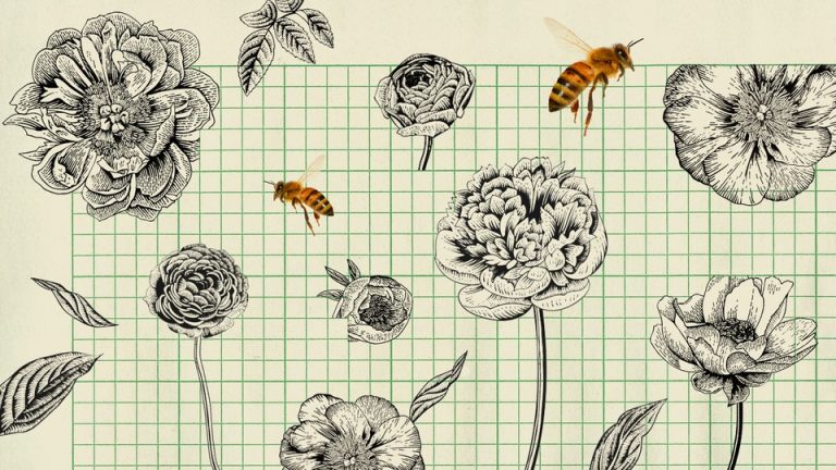 Two bees displayed against a sketch of flowers.