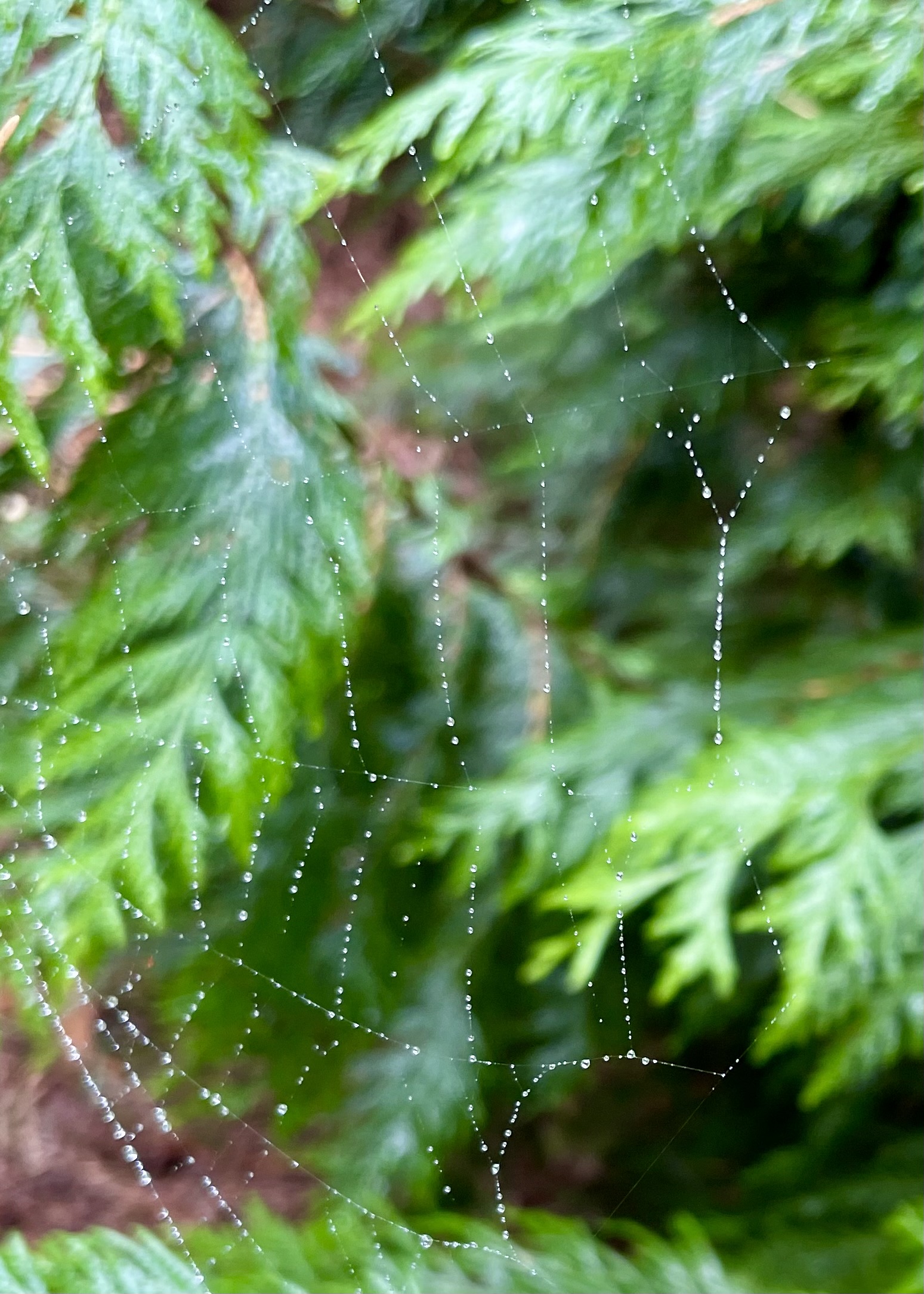 A spider web on a tree