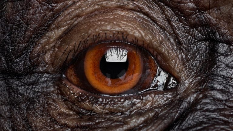 Close-up photograph of the eye of a chimpanzee