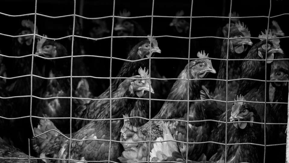 Chickens in a coop, staring off at something out of frame