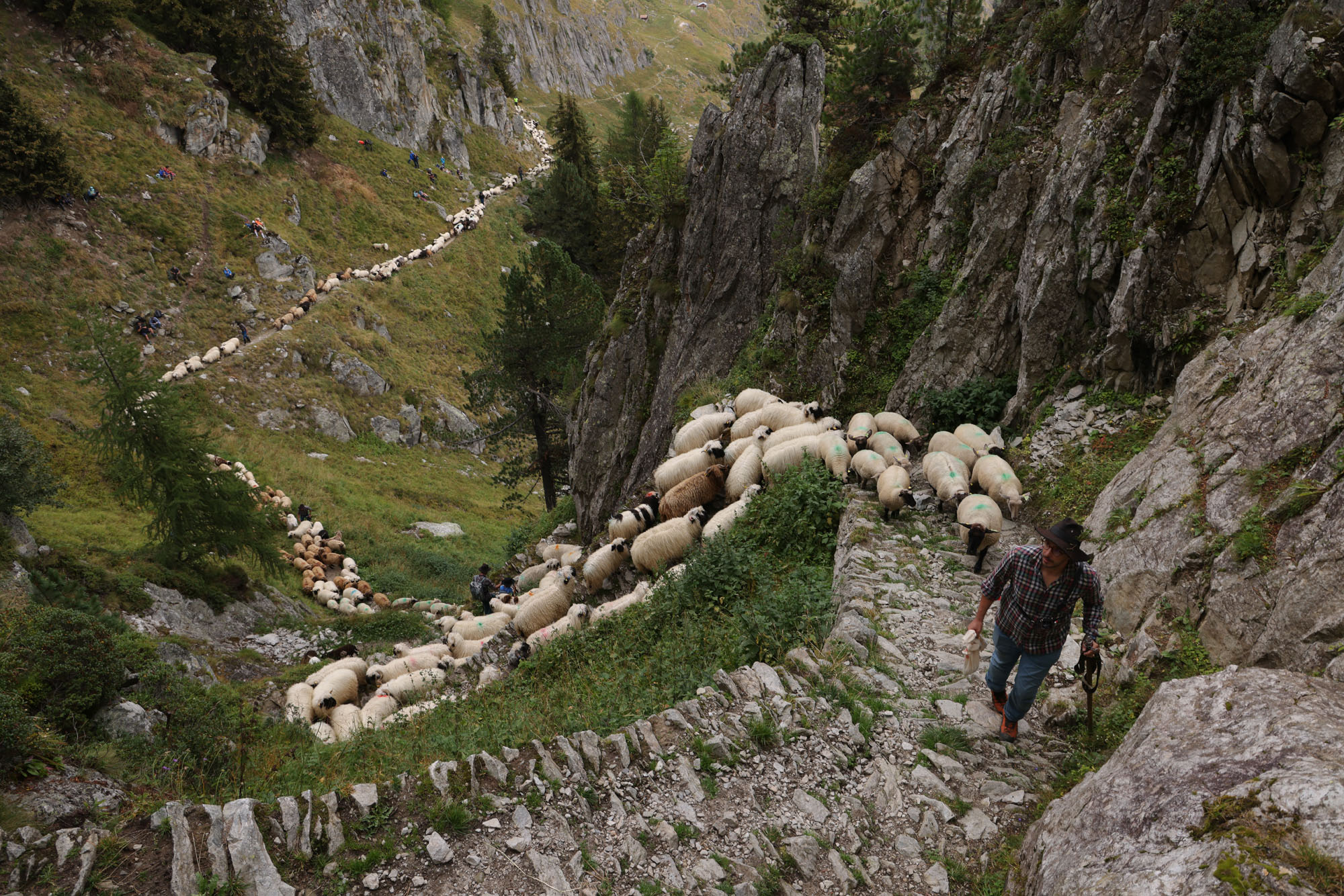 A shepherd leads a long line of sheep up a trail