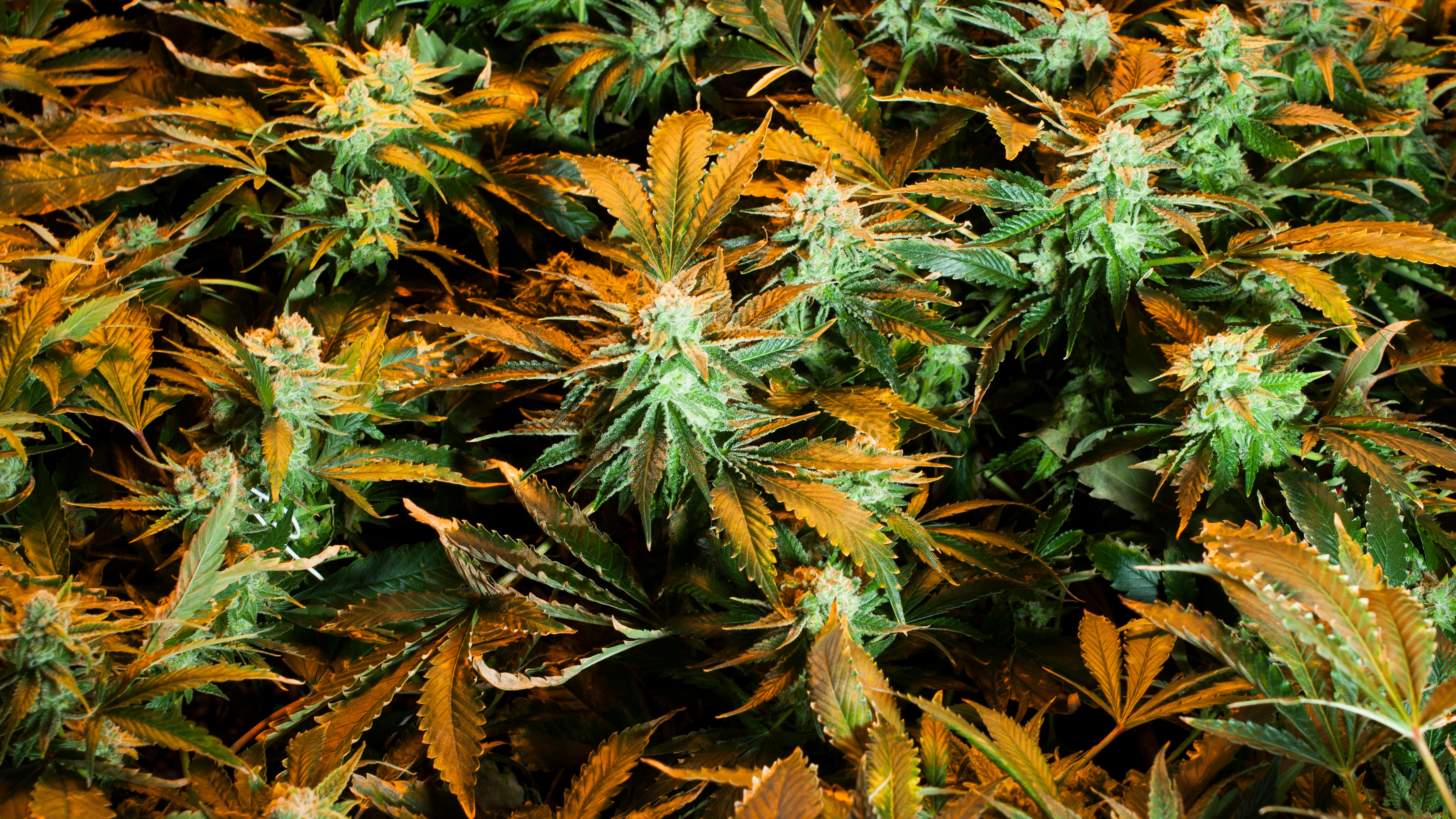 Close-up of marijuana plants