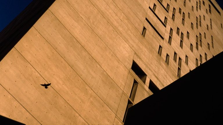 Bird flying in front of brutalist tower