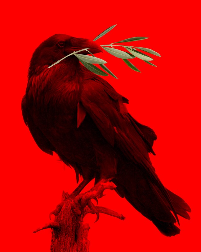 Photo illustration of a crow holding an olive branch over a deep red background.