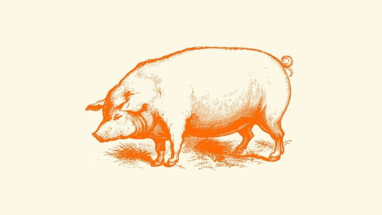 An orange illustration of a pig