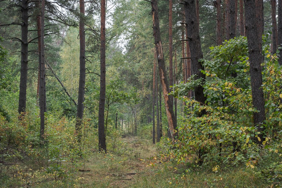 Forest in the Paneriai Memorial near Vilnius, Lithuania.