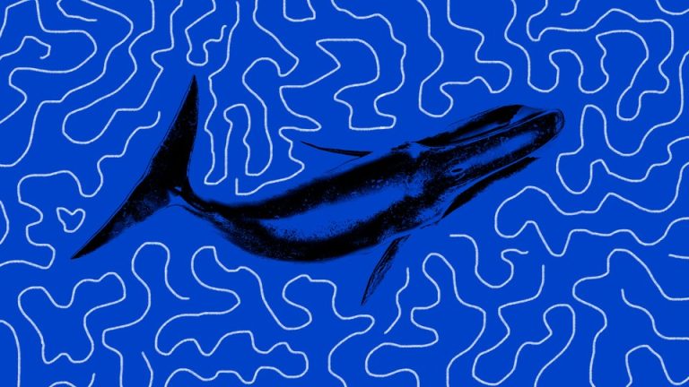 Whale surrounded by squiggly lines