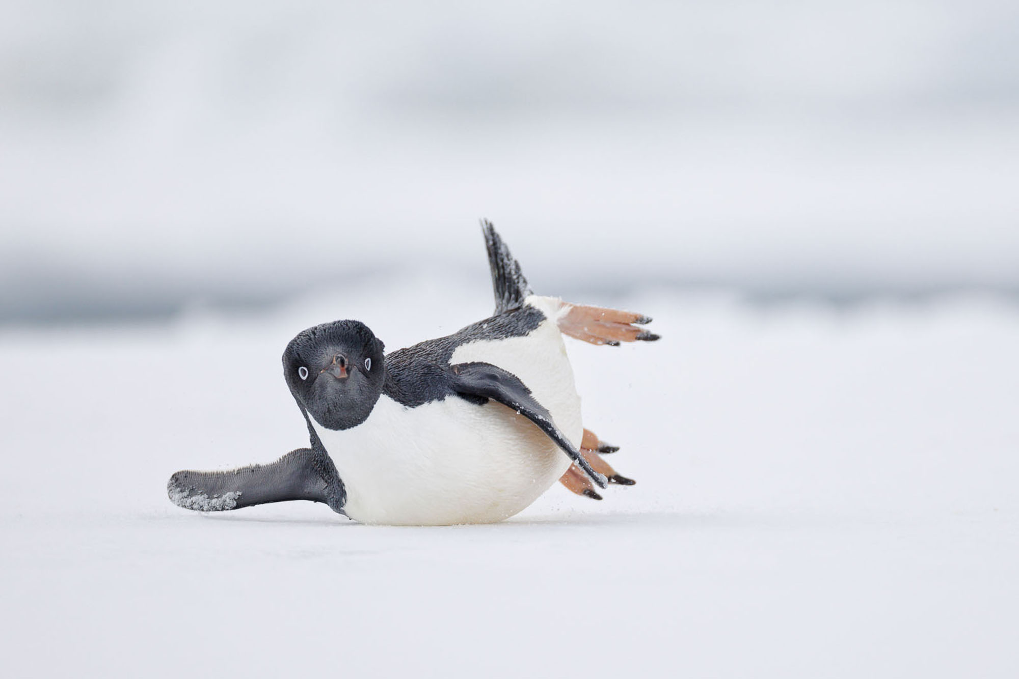 An Adélie penguin toboggans on a sheet of sea ice.