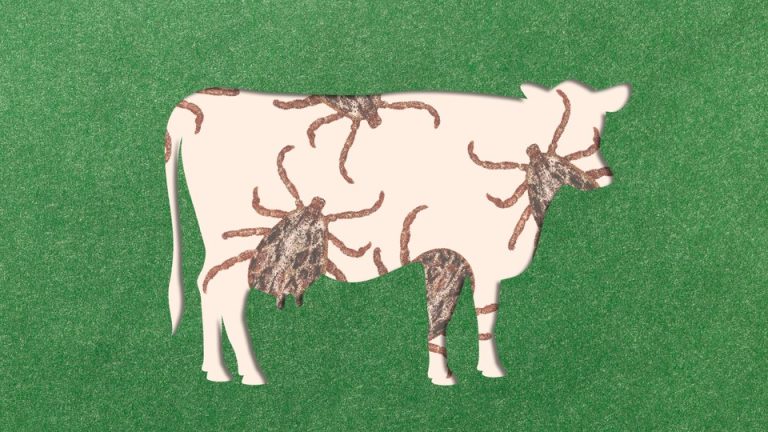 A cutout of a cow on green paper reveals images of giant ticks