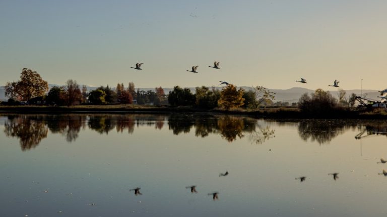 Migrating tundra swans fly over a flooded rice field in Marysville, California.