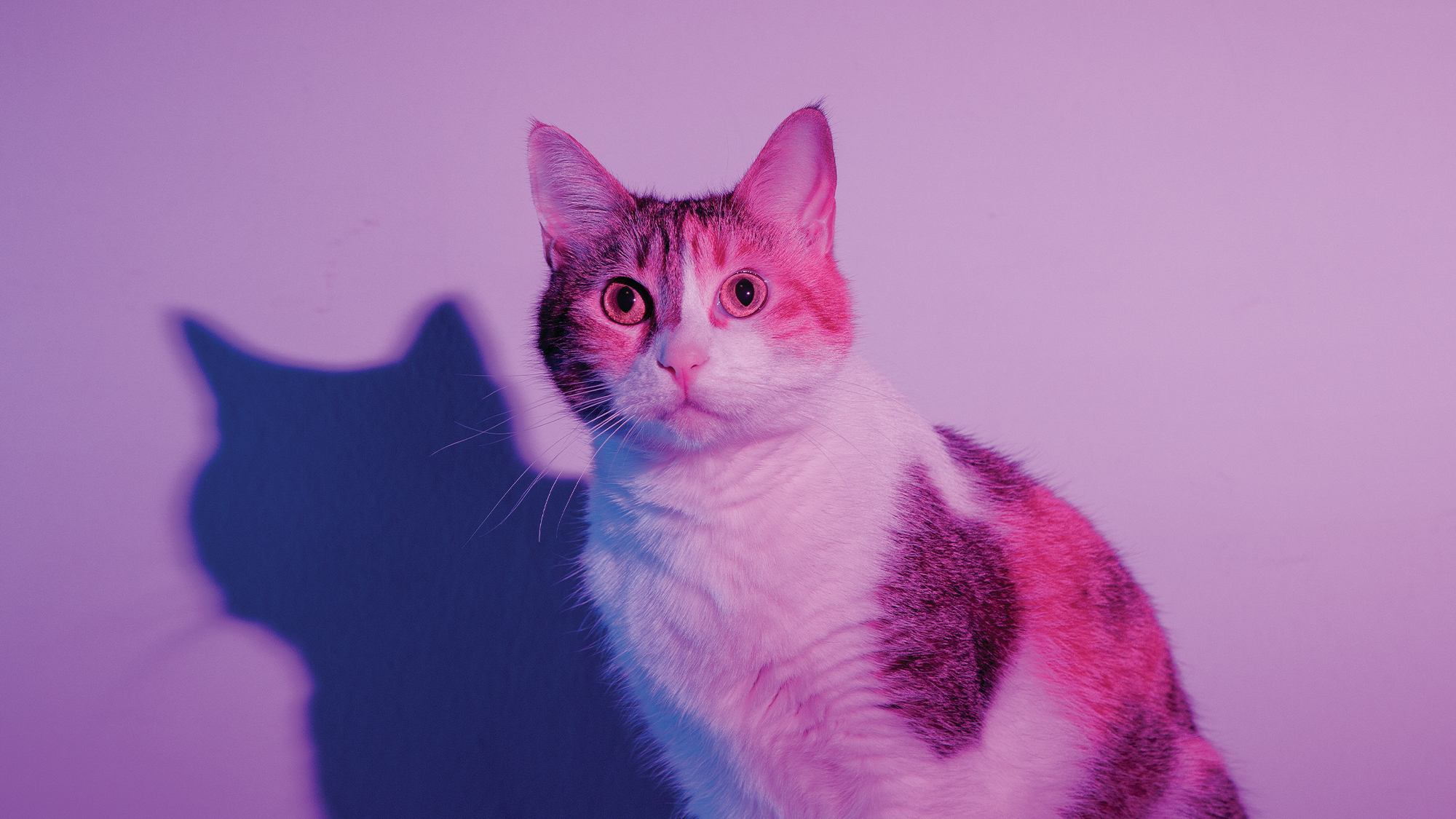 A wide-eyed calico cat in lavender lighting, with its shadow visible on the white wall behind it