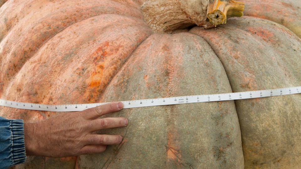 A giant, light-orange pumpkin seen up close, with a hand holding up a measuring tape around it.