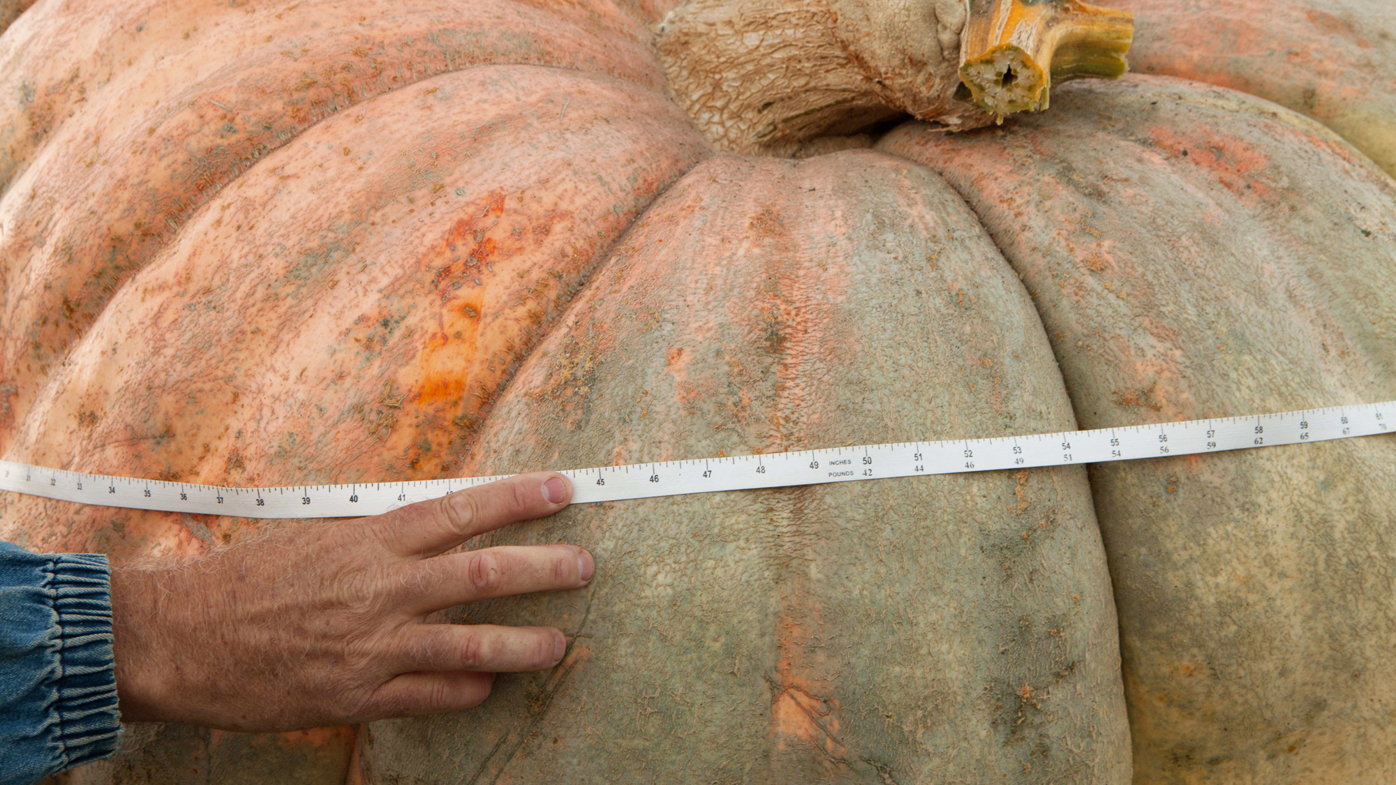 A tape measurer wrapped around a large pumpkin