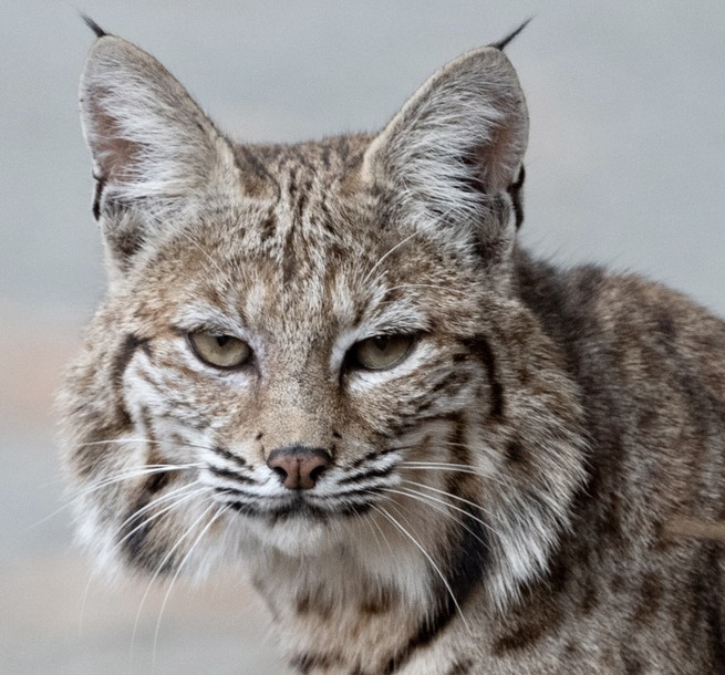 A bobcat