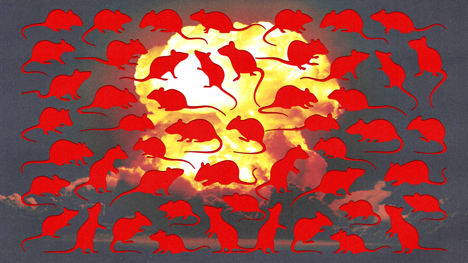 Red silhouettes of rats scattered over the image of an explosion