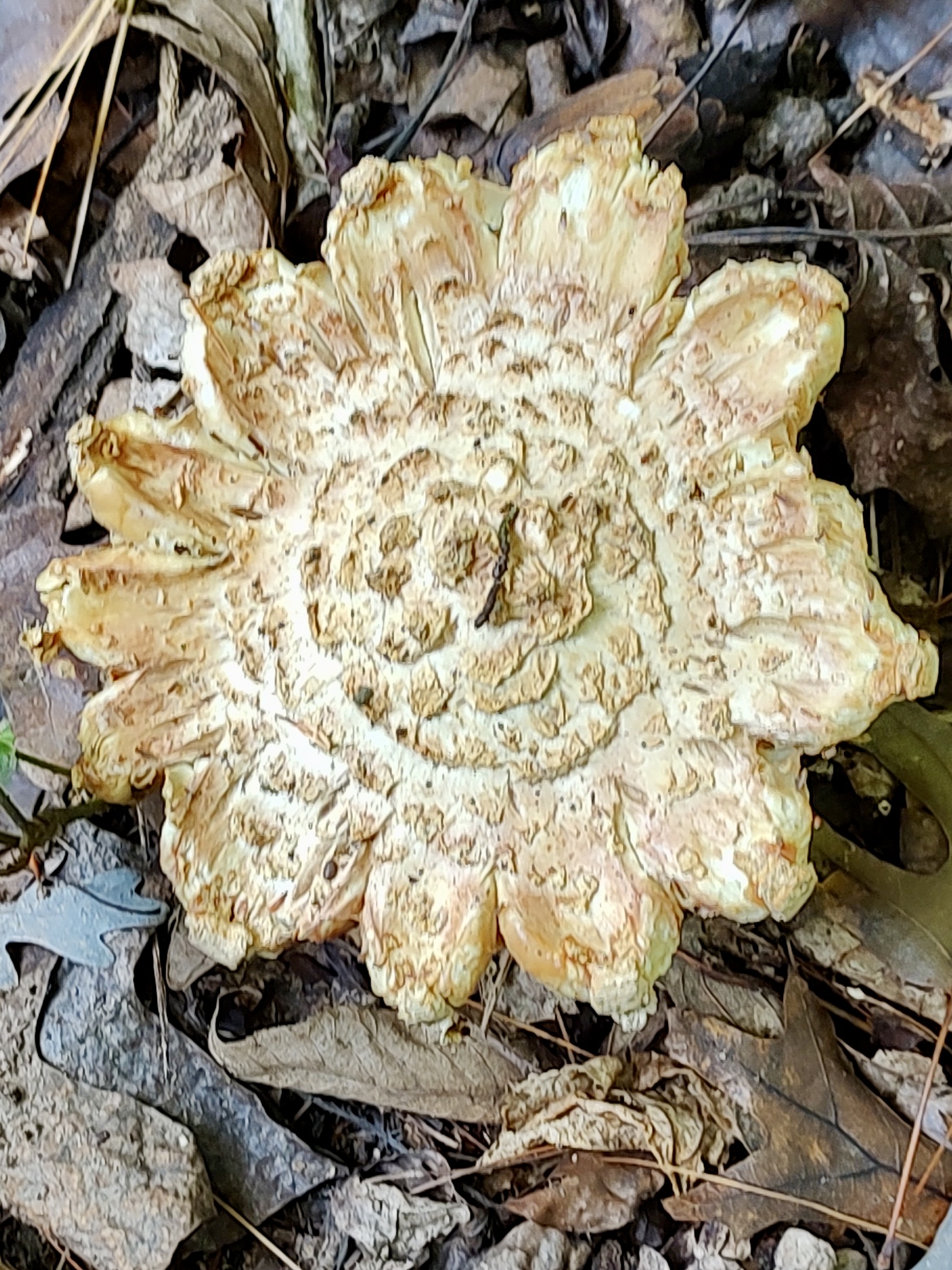 A mushroom sprouting in the shape of a flower