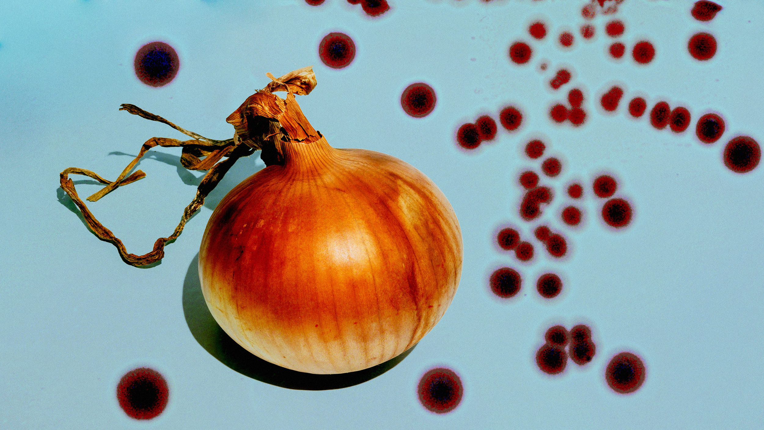 An image of an onion with bacteria splotches