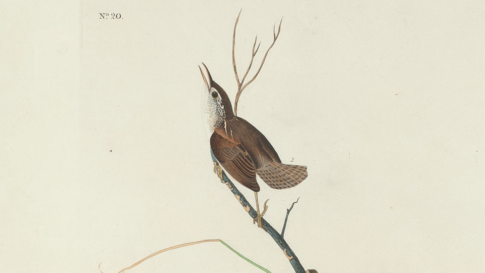 illustration of small brown bird on branch with label "No. 20"