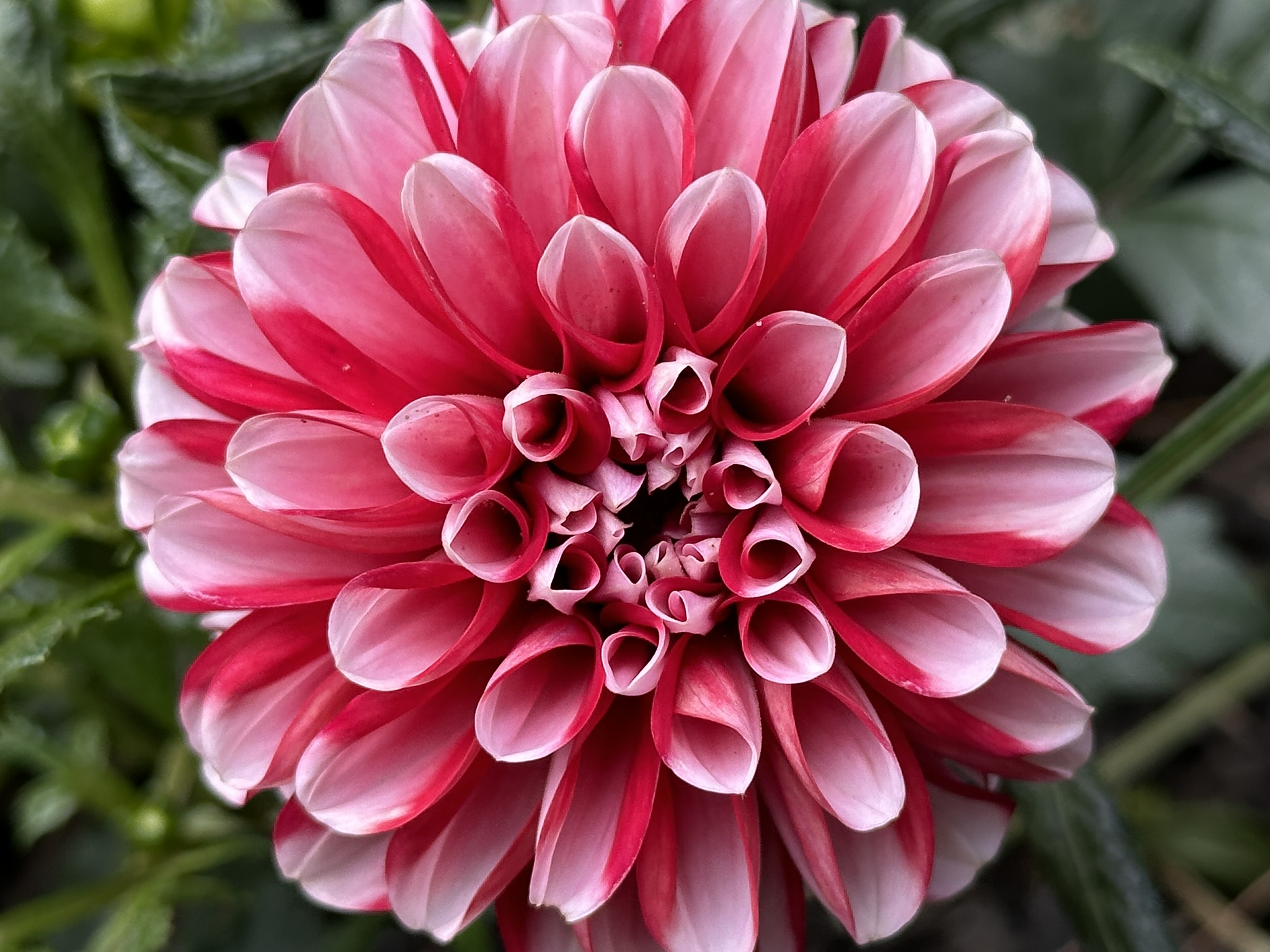 A dahlia