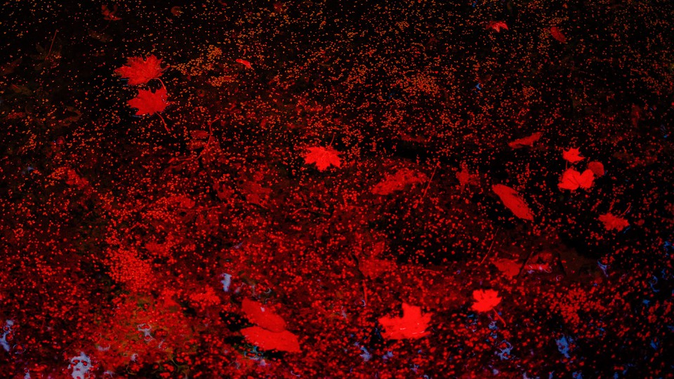 a swirl of red leaves falling in the dark