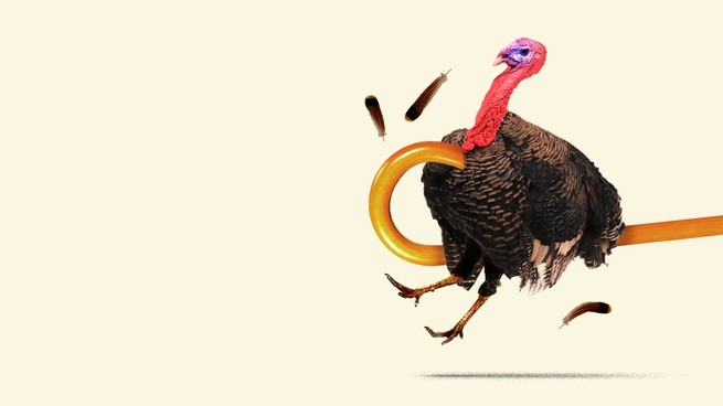 Turkey being yanked out of frame by a cane