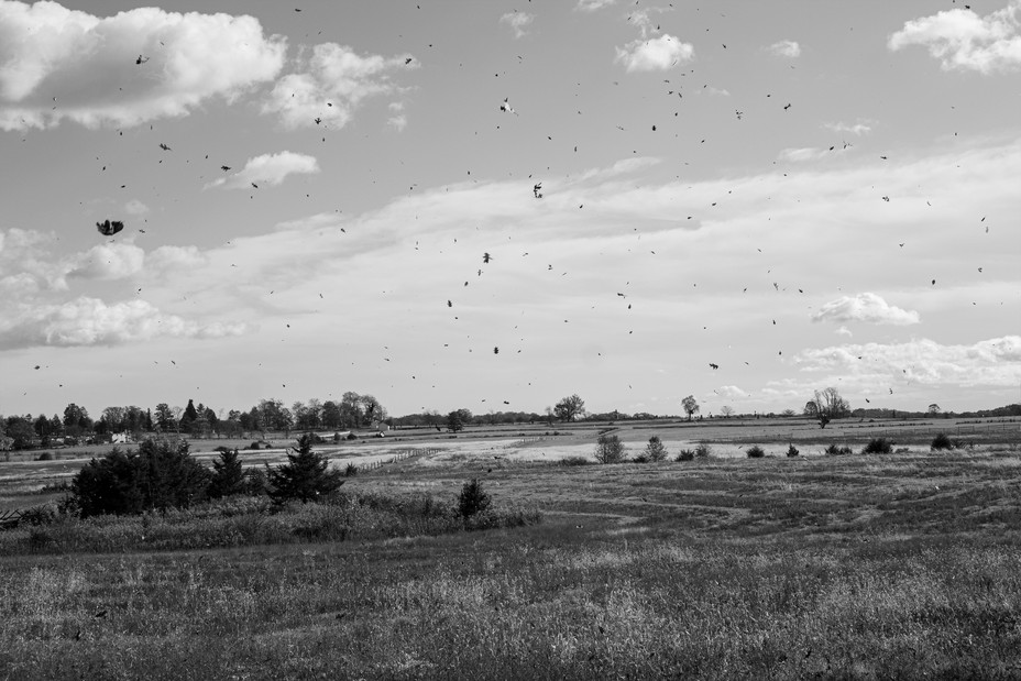 landscape of the Gettysburg battlefield with leaves blowing