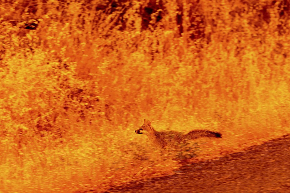 An animal runs through grass while fleeing flames as the Park Fire tears through the Cohasset, California, community on July 25, 2024.