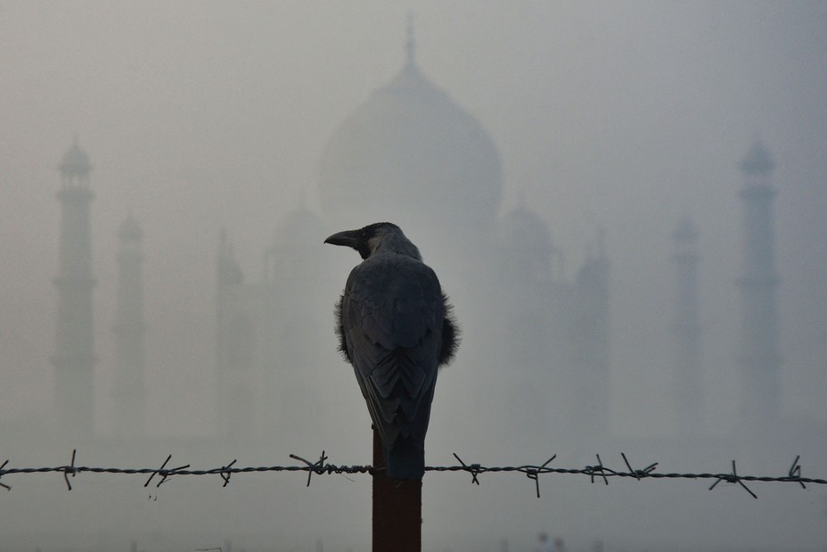 A crow perches on a fence in front of the Taj Mahal amid thick smog in Agra, India, on November 15, 2024. Starting in October, millions of people across northern India and Pakistan spent weeks under a blanket of toxic smog, enduring some of the region’s worst air quality ever recorded.