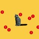 cat with notification badges