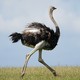 An ostrich