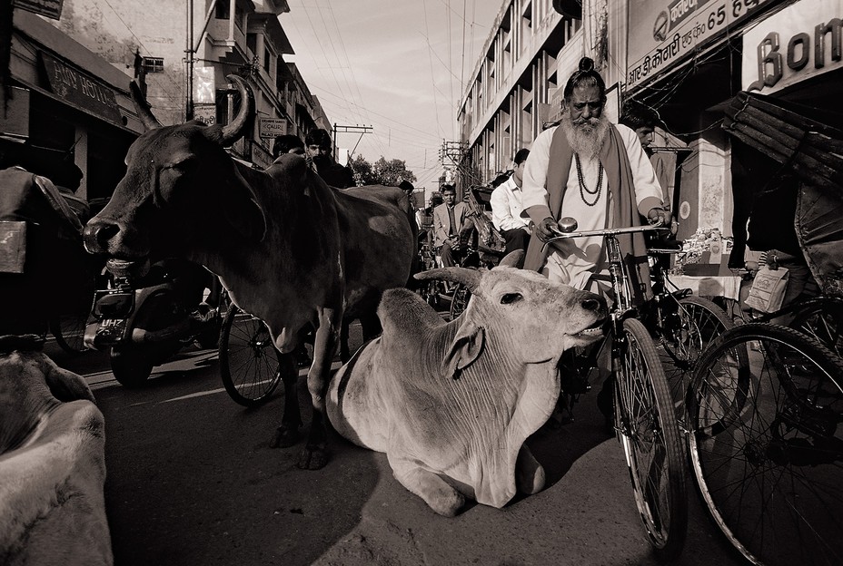 black-and-white photo of two large cows, one lying down, in middle of crowded street surrounded by people, bikes, and vehicles