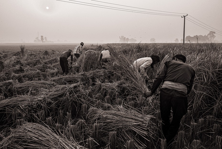 black-and-white photo of workers in field harvesting by hand