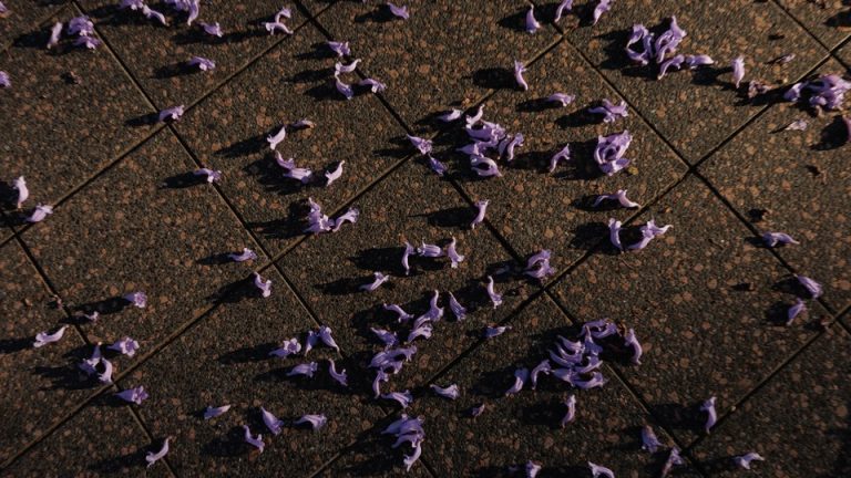 purple flowers on a tiled floor