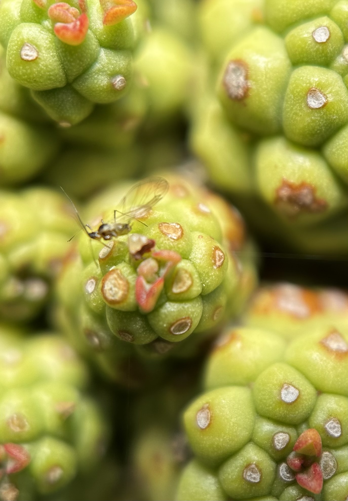 Image of a cactus up close